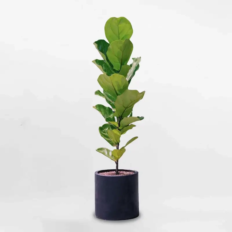 Khám phá vẻ đẹp độc đáo của cây bàng cảnh trong không gian sống