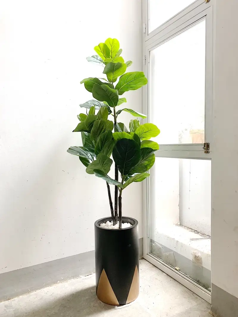 Thưởng thức nghệ thuật mini với cây bàng bonsai tinh tế