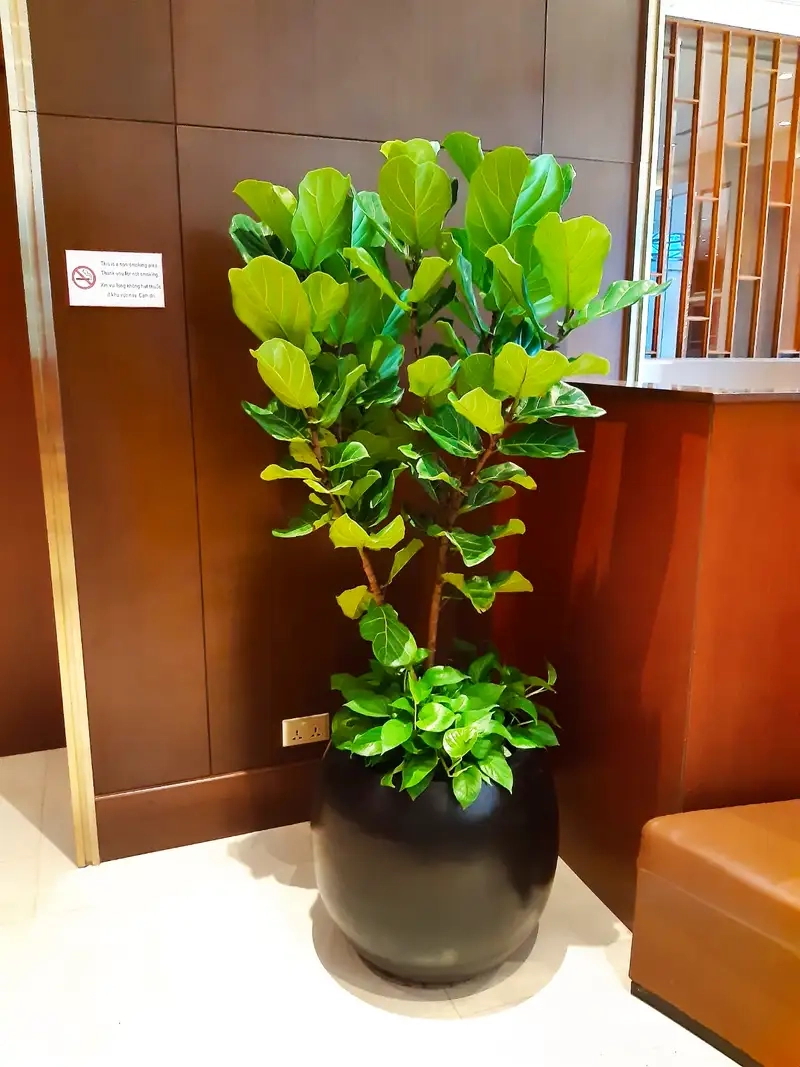 Trang trí nội thất bằng cây bàng cảnh trong nhà xanh mát