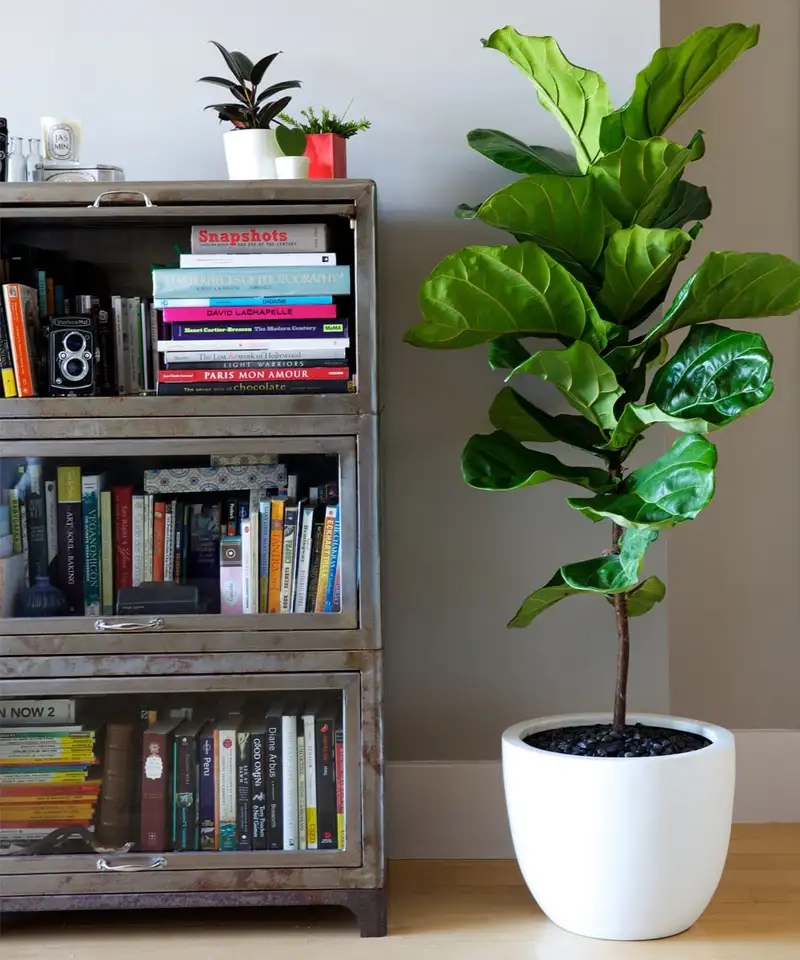 Chiêm ngưỡng vẻ đẹp đá quý của cây bàng cẩm thạch lạ mắt