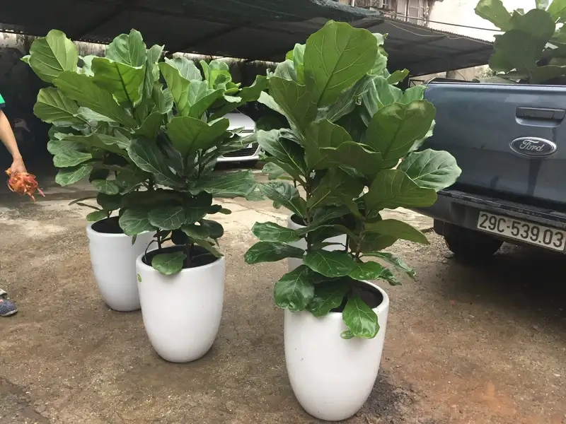 Học ngay cách chăm sóc cách chăm sóc cây bàng cảnh hiệu quả