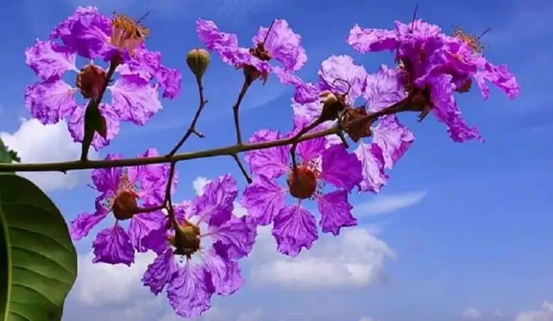 Khám phá Hình ảnh hoa bằng lăng tím nở rực rỡ