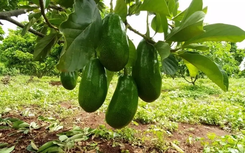 Đặc điểm nổi bật của cây bơ và giá trị dinh dưỡng của quả bơ