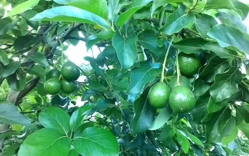 Hướng dẫn trồng và chăm sóc cây bơ đạt năng suất cao