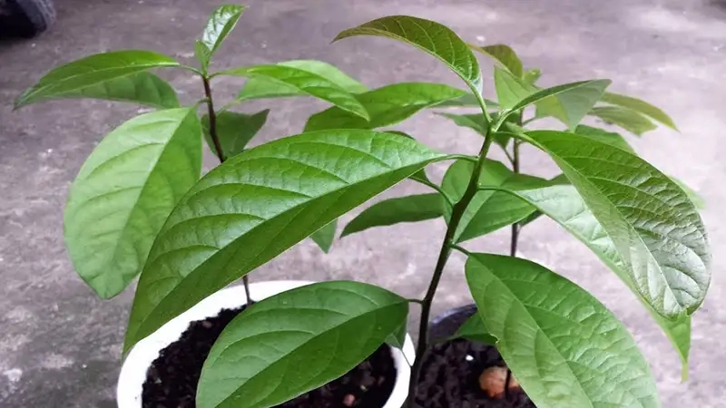 Tìm hiểu Các giống bơ trồng ở miền bắc phổ biến