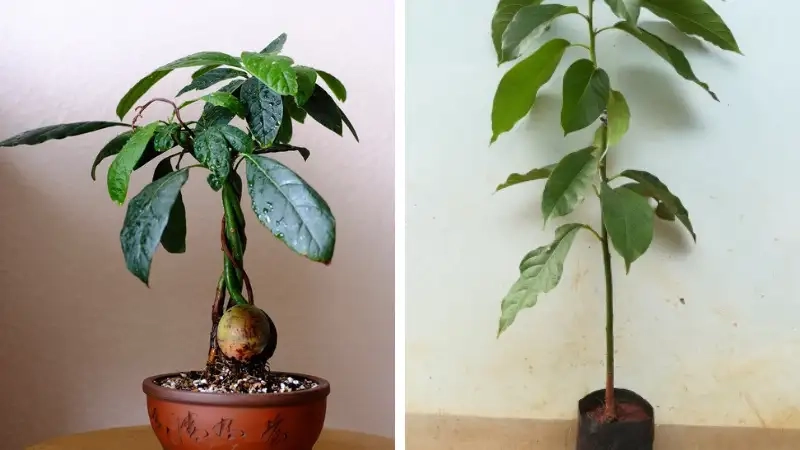 Hình ảnh Cây bơ nhỏ tươi xanh đẹp mắt