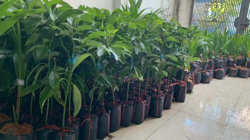 Hình ảnh Bơ sáp trịnh mười chất lượng cao