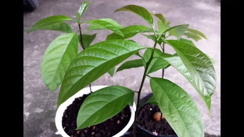 Trồng Cây bơ lùn phù hợp sân vườn nhỏ