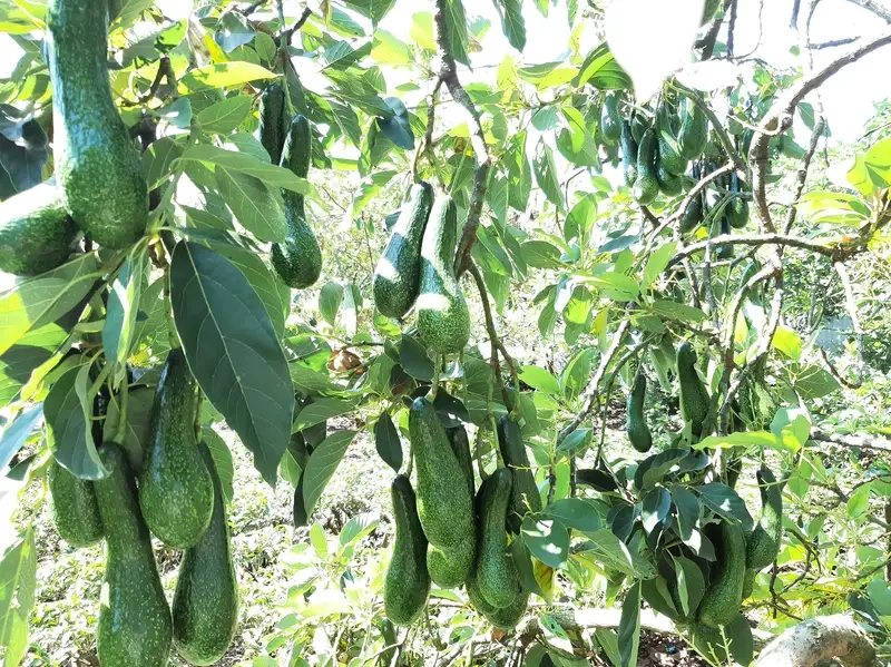 Khám phá Các giống cây bơ nổi tiếng hiện nay