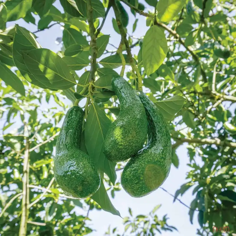 Kinh nghiệm chọn và bảo quản quả bơ ngon lâu dài