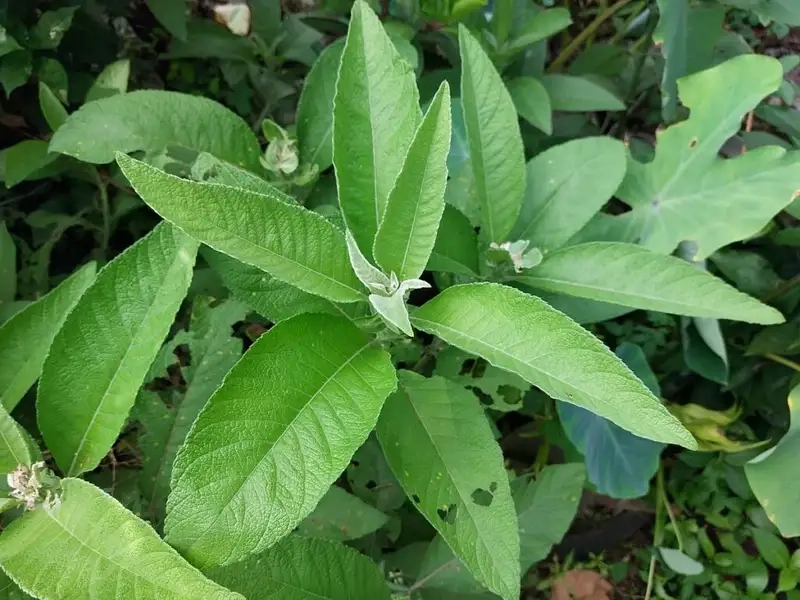 Tìm hiểu lá cây bứa dùng trang trí và làm thức ăn