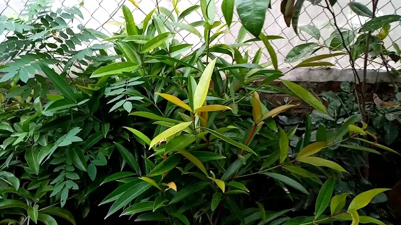 Xem ngay hình ảnh cây bứa đẹp tự nhiên nổi bật