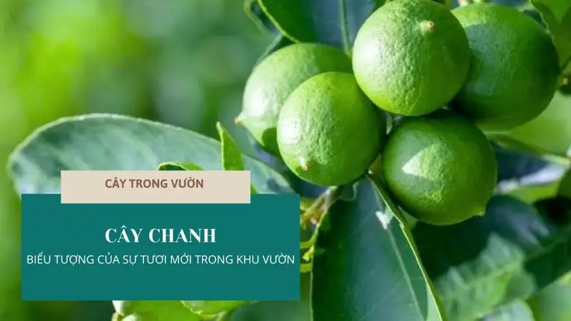 Lợi Ích Và Đặc Điểm Nổi Bật Của Cây Chanh Tại Nhà