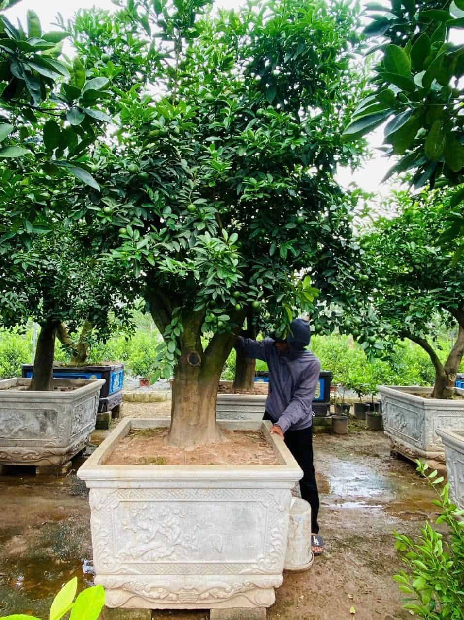 Kinh Nghiệm Chăm Sóc Cây Chanh Được Chia Sẻ