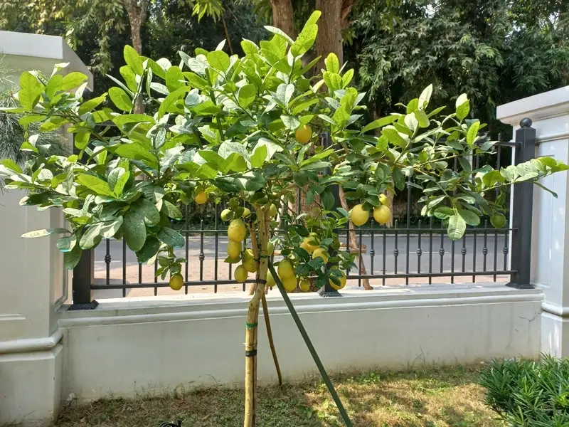 Trồng cây chanh tươi tốt cho bữa ăn hằng ngày