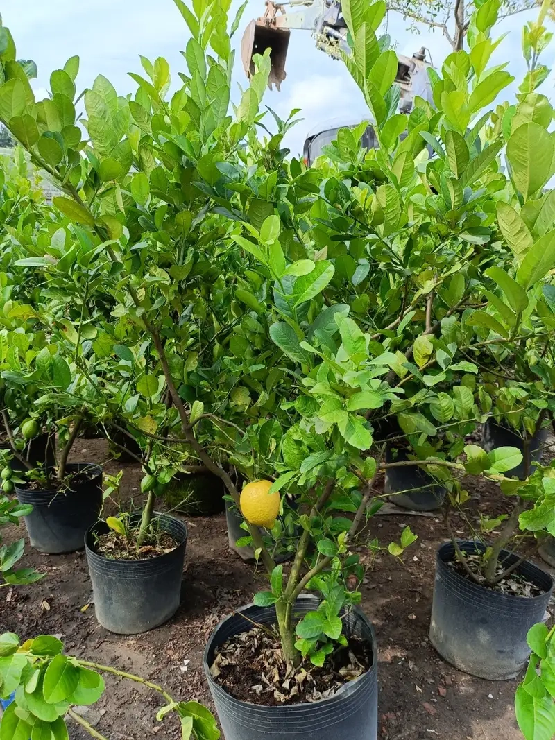 Thêm cây chanh lùn vào không gian nhỏ xinh xắn
