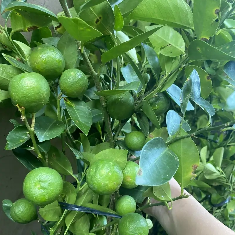 Khám phá cây chanh xanh mát trong vườn nhà