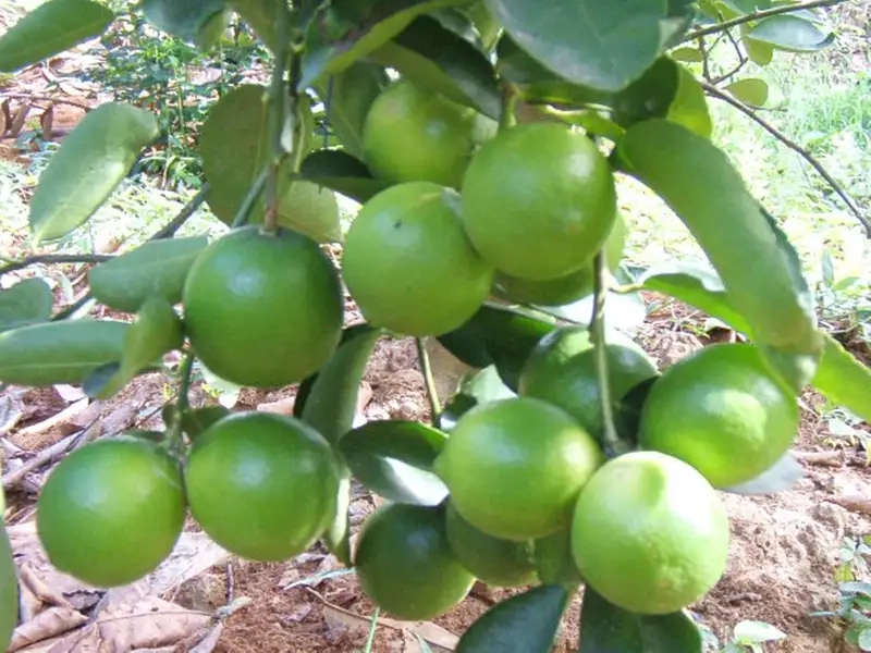 Ghi lại khoảnh khắc hoa cây chanh nở rực rỡ