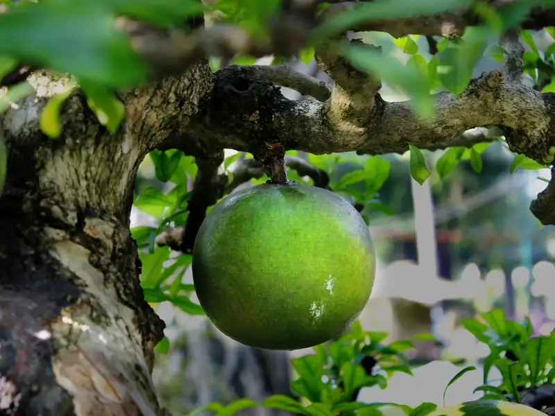 Cảnh đẹp thanh bình của đào tiên cảnh giữa vườn