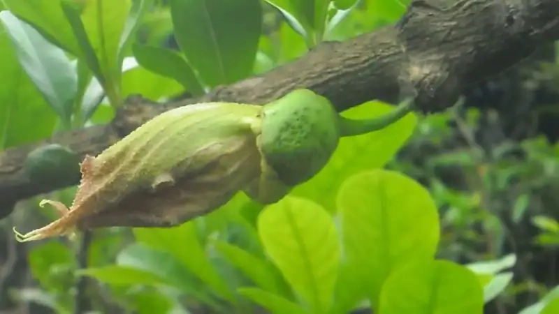 Lá xanh mướt của lá cây đào tiên tô điểm cảnh vật