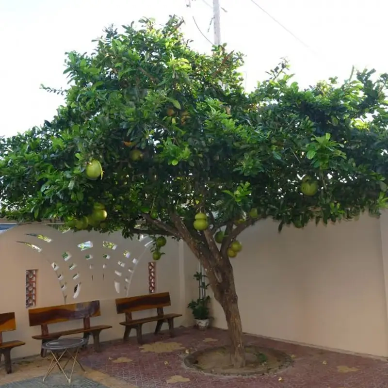 Ý nghĩa phong thủy của cây đào tiên