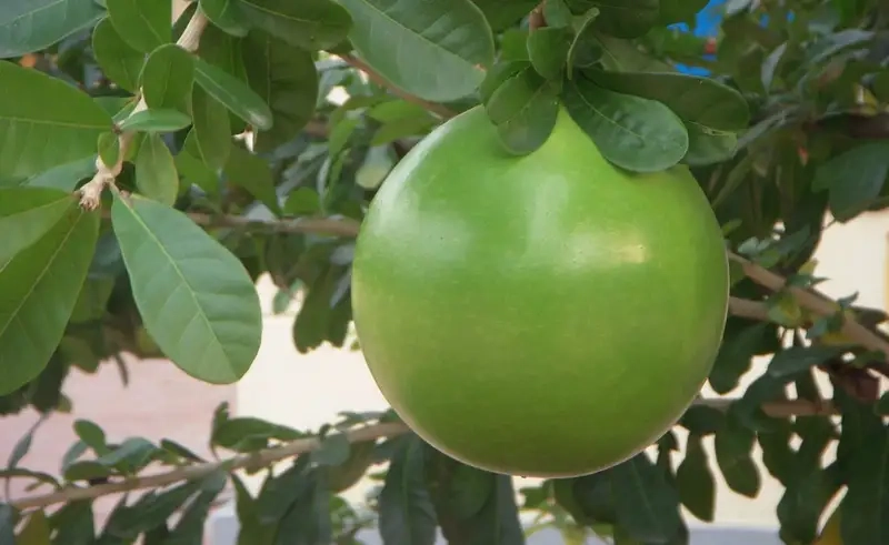 Thưởng thức vẻ đẹp tinh tế của đào tiên cảnh trong vườn