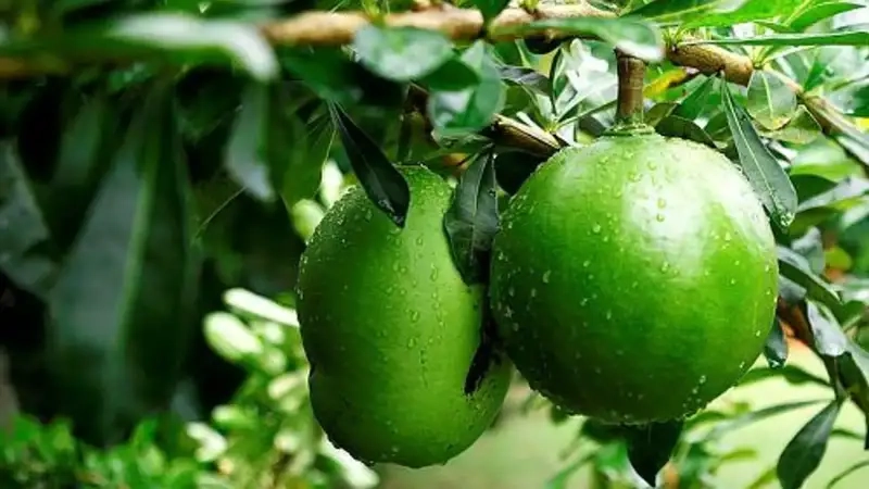 Chiêm ngưỡng cây đào tiên cảnh sang trọng trong không gian