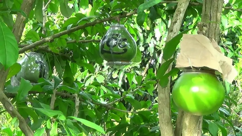 Xem hình ảnh cây đào tiên sống động và đầy màu sắc