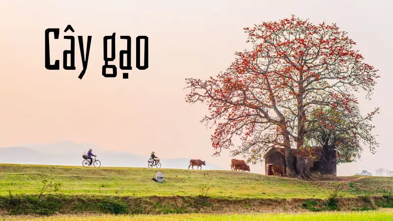 Đặc điểm nổi bật của cây gạo