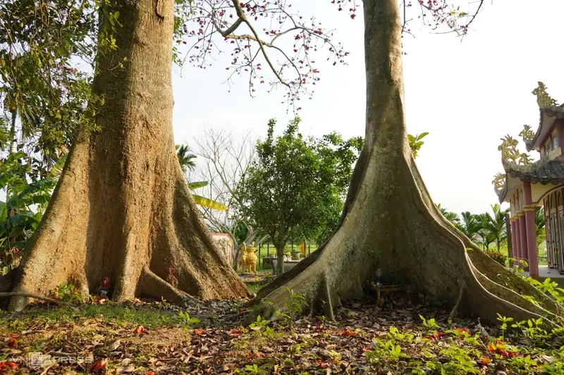 Thưởng thức hình ảnh lá cây gạo tươi non dịu dàng