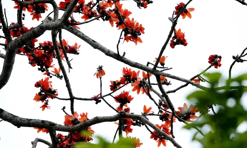 Kinh nghiệm trồng và chăm sóc cây gạo