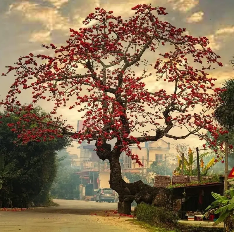 Khám phá hoa gạo cảnh rực rỡ giữa nắng mai