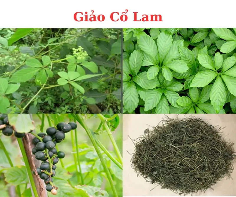Hiểu rõ tác dụng giảo cổ lam và cách sử dụng hợp lý