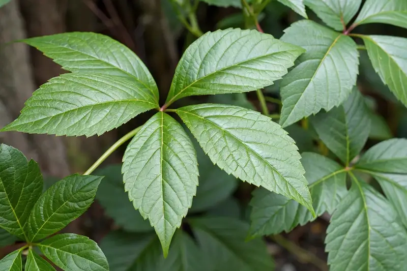 Kinh nghiệm dùng cây giảo cổ lam an toàn