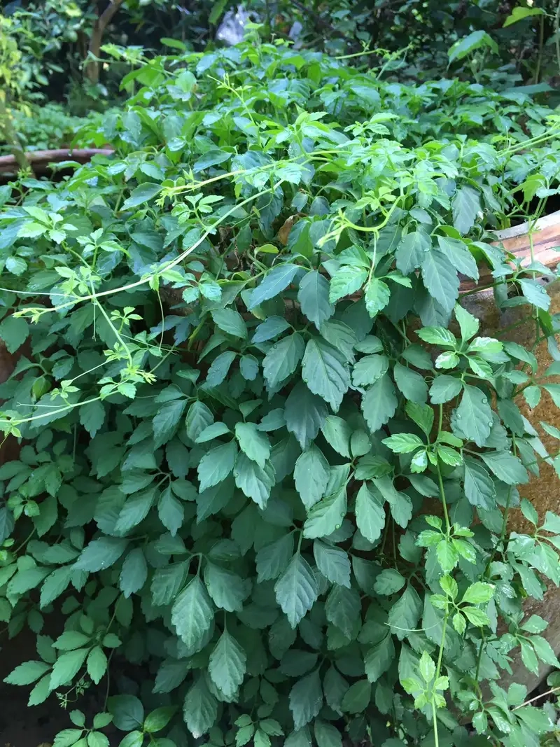 Khám phá hình ảnh cây giảo cổ lam đẹp và tự nhiên