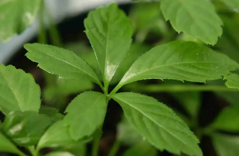 Khám phá tác dụng của giảo cổ lam hiệu quả cho sức khỏe