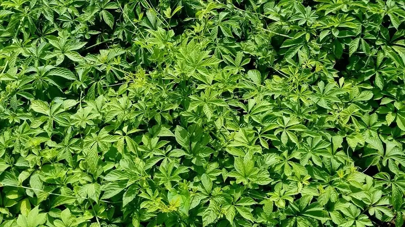 Tìm hiểu đặc điểm cây thuốc giao cổ lam trong tự nhiên