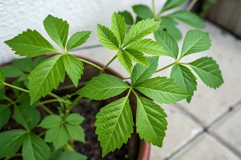 Khám phá công dụng giảo cổ lam nổi bật với sức khỏe