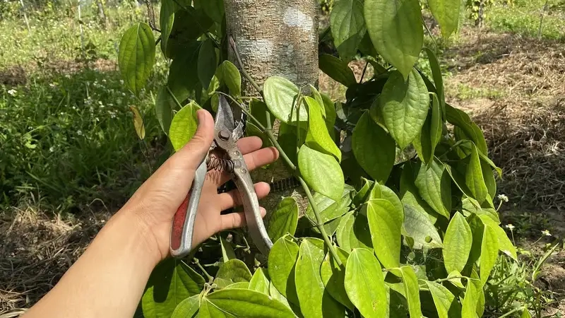 Trải nghiệm hồ tiêu hữu cơ an toàn cho sức khỏe