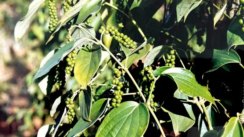 Khám phá hồ tiêu xanh tươi ngon ngay vườn nhà