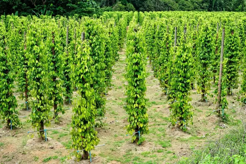 Kinh nghiệm chăm sóc và thu hoạch cây hồ tiêu