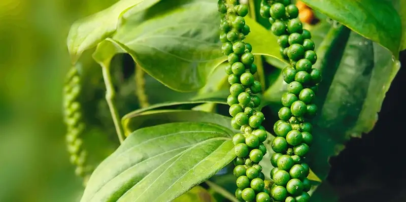 Khám phá hình ảnh hồ tiêu tự nhiên và hữu cơ