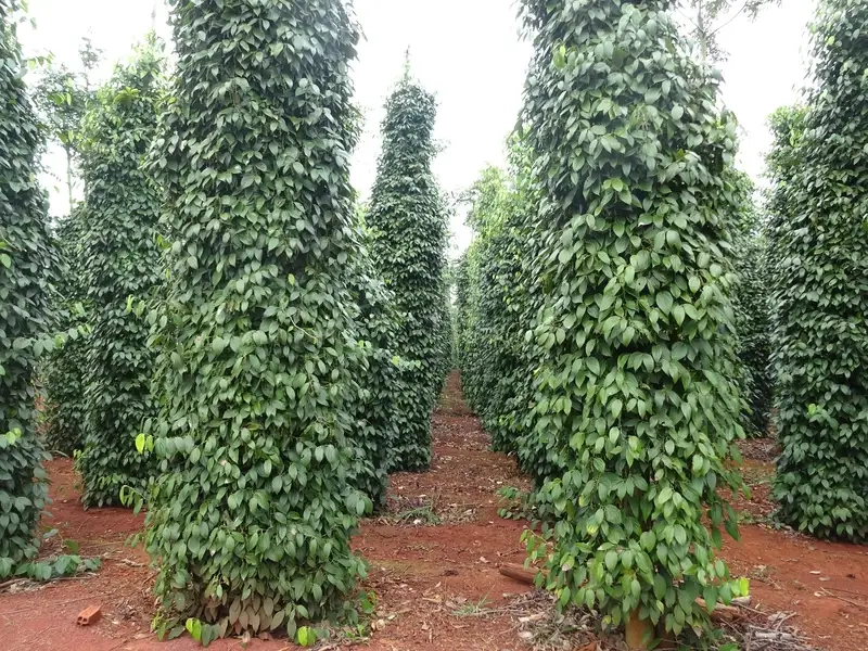 Tìm hiểu về hồ tiêu tươi ngon và chất lượng