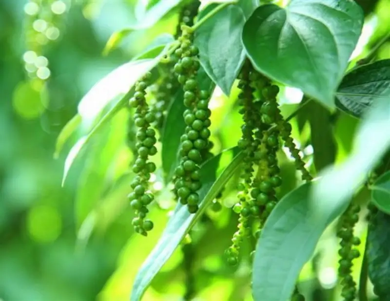 Bí quyết chăm sóc cây hồ tiêu luôn khỏe mạnh