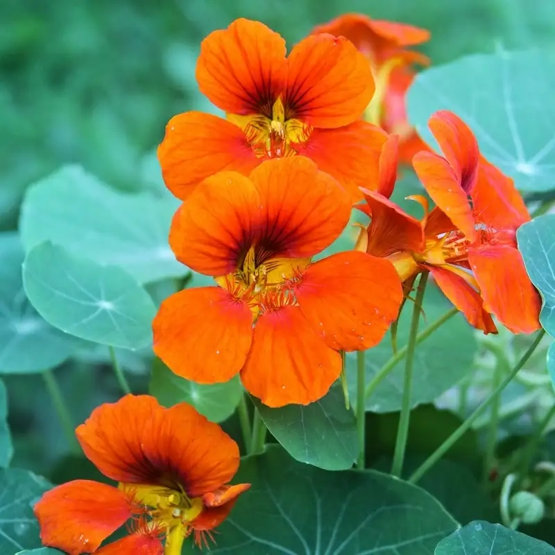 Khám phá ý nghĩa cây sen cạn mang may mắn cho bạn