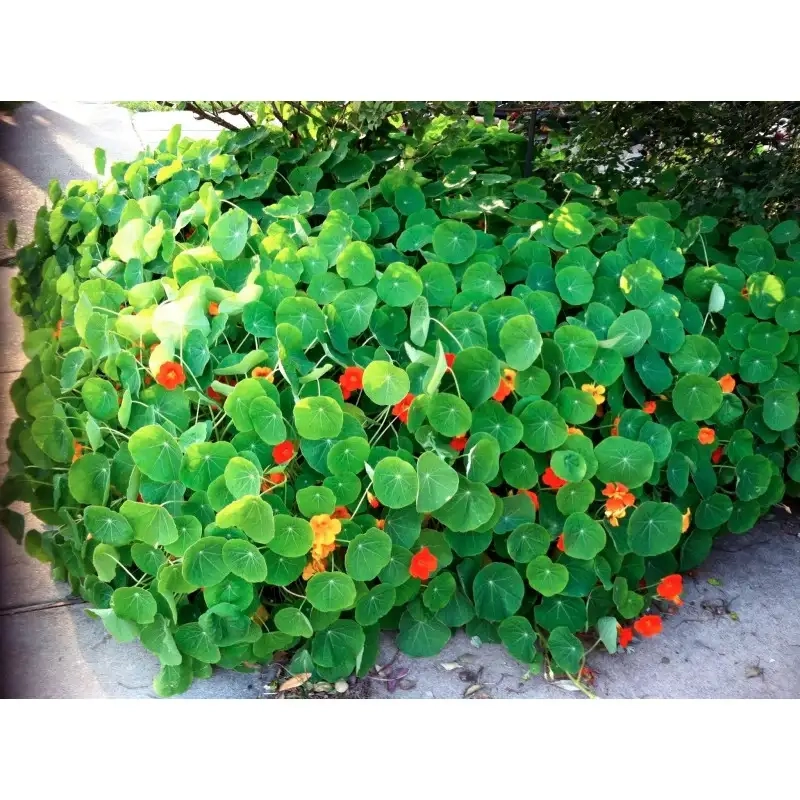 Ngắm hình ảnh cây sen cạn rực rỡ cho góc vườn nhà