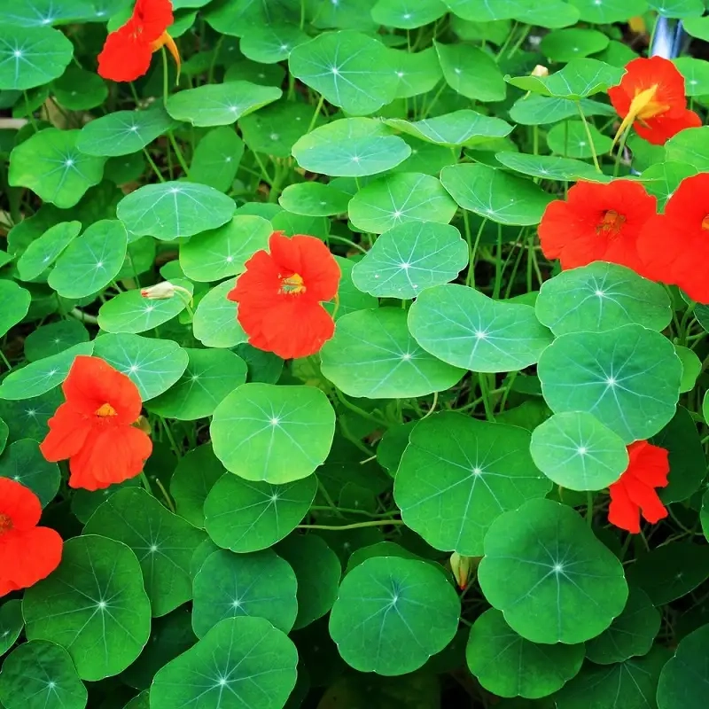 Đặc điểm và lợi ích Cây hoa sen cạn