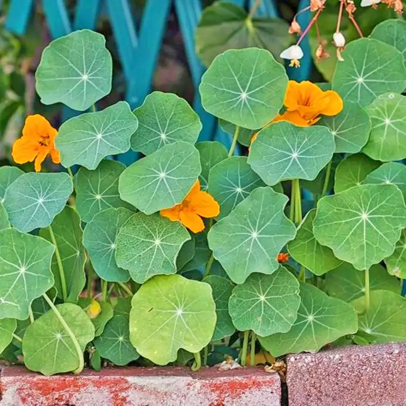 Khám phá hình ảnh cây hoa sen cạn tươi sáng đầy sức sống