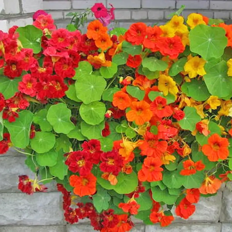 Hướng dẫn trồng hoa sen cạn đẹp dễ thực hiện tại nhà