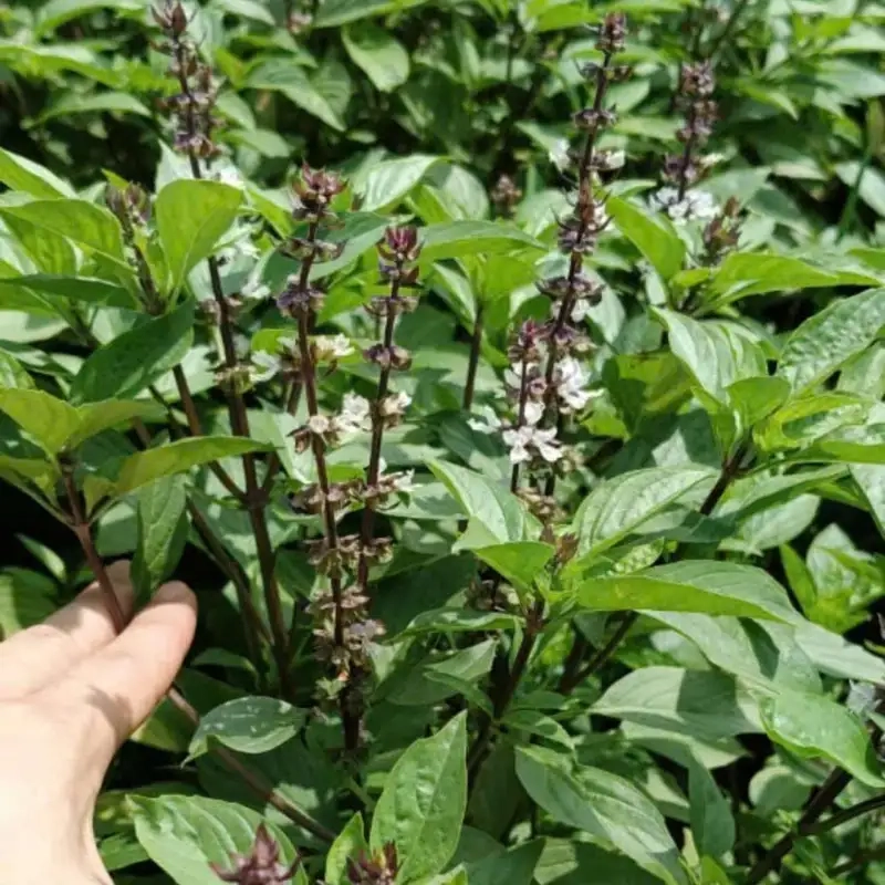 Cây húng quế dễ trồng và chăm sóc tại nhà